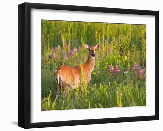 White-Tailed Deer in Wildflowers and Tall Grass, Oklahoma, USA-Larry Ditto-Framed Photographic Print