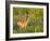 White-Tailed Deer in Wildflowers and Tall Grass, Oklahoma, USA-Larry Ditto-Framed Photographic Print