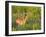 White-Tailed Deer in Wildflowers and Tall Grass, Oklahoma, USA-Larry Ditto-Framed Photographic Print