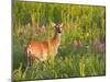 White-Tailed Deer in Wildflowers and Tall Grass, Oklahoma, USA-Larry Ditto-Mounted Photographic Print