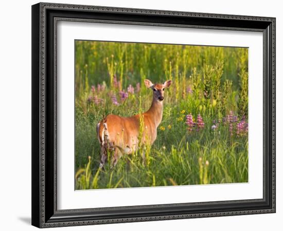 White-Tailed Deer in Wildflowers and Tall Grass, Oklahoma, USA-Larry Ditto-Framed Photographic Print