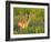 White-Tailed Deer in Wildflowers and Tall Grass, Oklahoma, USA-Larry Ditto-Framed Photographic Print