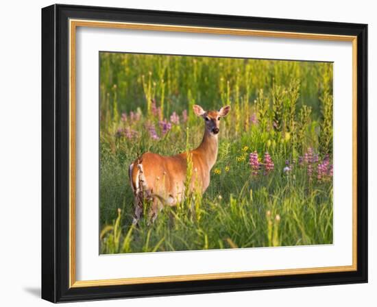 White-Tailed Deer in Wildflowers and Tall Grass, Oklahoma, USA-Larry Ditto-Framed Photographic Print