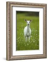 White-tailed deer, leucistic white doe, New York, USA-John Cancalosi-Framed Photographic Print