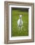 White-tailed deer, leucistic white doe, New York, USA-John Cancalosi-Framed Photographic Print