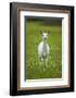 White-tailed deer, leucistic white doe, New York, USA-John Cancalosi-Framed Photographic Print