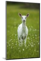 White-tailed deer, leucistic white doe, New York, USA-John Cancalosi-Mounted Photographic Print