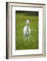 White-tailed deer, leucistic white doe, New York, USA-John Cancalosi-Framed Photographic Print