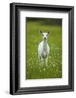 White-tailed deer, leucistic white doe, New York, USA-John Cancalosi-Framed Photographic Print