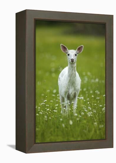 White-tailed deer, leucistic white doe, New York, USA-John Cancalosi-Framed Premier Image Canvas