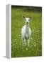 White-tailed deer, leucistic white doe, New York, USA-John Cancalosi-Framed Premier Image Canvas