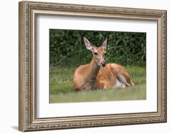 White-tailed deer lying down resting, Kentucky-Adam Jones-Framed Photographic Print