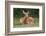 White-tailed deer lying down resting, Kentucky-Adam Jones-Framed Photographic Print
