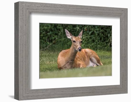 White-tailed deer lying down resting, Kentucky-Adam Jones-Framed Photographic Print