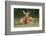 White-tailed deer lying down resting, Kentucky-Adam Jones-Framed Photographic Print