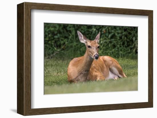 White-tailed deer lying down resting, Kentucky-Adam Jones-Framed Photographic Print