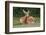 White-tailed deer lying down resting, Kentucky-Adam Jones-Framed Photographic Print