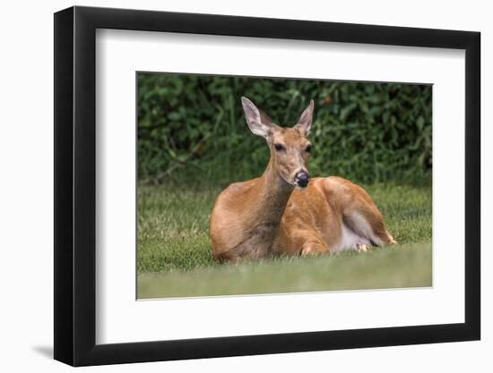 White-tailed deer lying down resting, Kentucky-Adam Jones-Framed Photographic Print