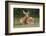 White-tailed deer lying down resting, Kentucky-Adam Jones-Framed Photographic Print