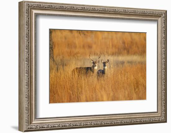 White-Tailed Deer Male and Female in Grassland Habitat-Larry Ditto-Framed Photographic Print