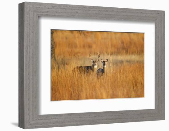 White-Tailed Deer Male and Female in Grassland Habitat-Larry Ditto-Framed Photographic Print