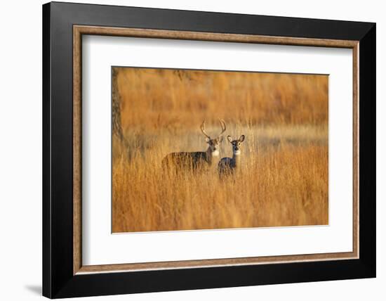 White-Tailed Deer Male and Female in Grassland Habitat-Larry Ditto-Framed Photographic Print