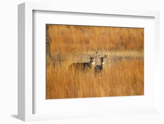 White-Tailed Deer Male and Female in Grassland Habitat-Larry Ditto-Framed Photographic Print