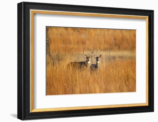 White-Tailed Deer Male and Female in Grassland Habitat-Larry Ditto-Framed Photographic Print