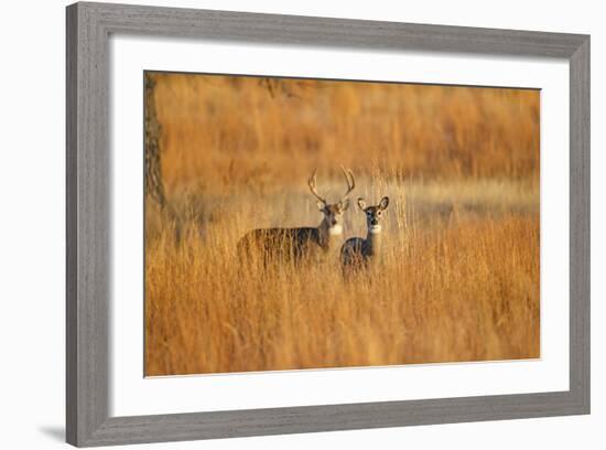 White-Tailed Deer Male and Female in Grassland Habitat-Larry Ditto-Framed Photographic Print