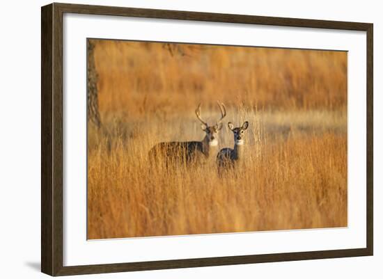 White-Tailed Deer Male and Female in Grassland Habitat-Larry Ditto-Framed Photographic Print