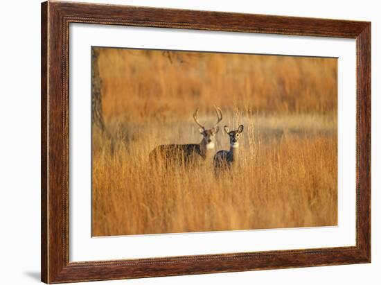 White-Tailed Deer Male and Female in Grassland Habitat-Larry Ditto-Framed Photographic Print