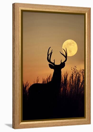 White-Tailed Deer (Odocoileus Virginianus) at Harvest Moon, Texas, USA-Larry Ditto-Framed Premier Image Canvas