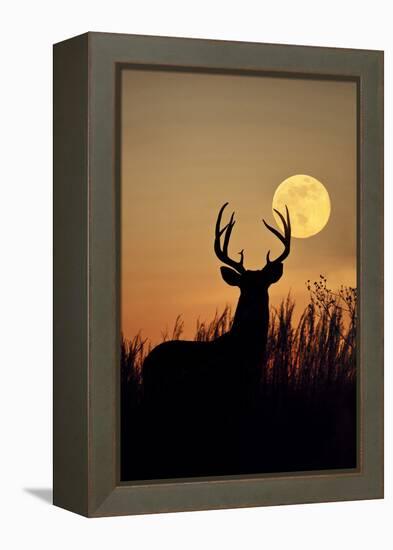 White-Tailed Deer (Odocoileus Virginianus) at Harvest Moon, Texas, USA-Larry Ditto-Framed Premier Image Canvas