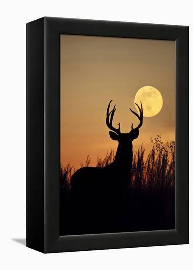 White-Tailed Deer (Odocoileus Virginianus) at Harvest Moon, Texas, USA-Larry Ditto-Framed Premier Image Canvas