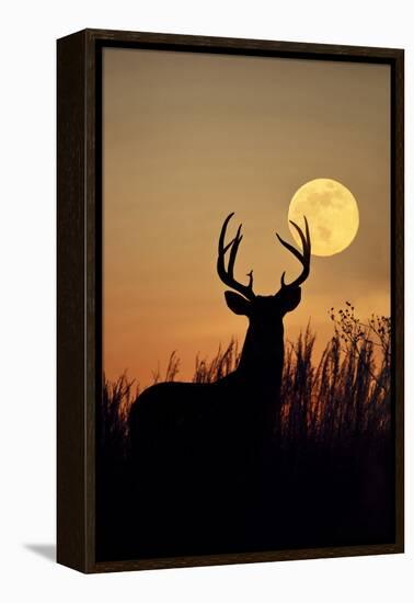 White-Tailed Deer (Odocoileus Virginianus) at Harvest Moon, Texas, USA-Larry Ditto-Framed Premier Image Canvas