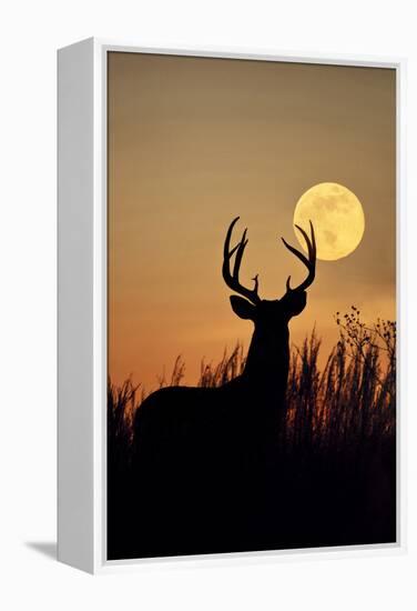 White-Tailed Deer (Odocoileus Virginianus) at Harvest Moon, Texas, USA-Larry Ditto-Framed Premier Image Canvas