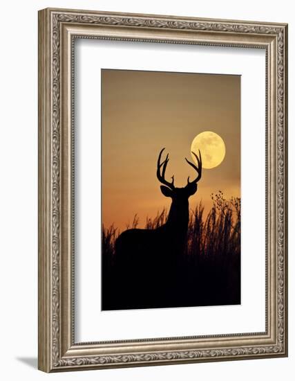 White-Tailed Deer (Odocoileus Virginianus) at Harvest Moon, Texas, USA-Larry Ditto-Framed Photographic Print