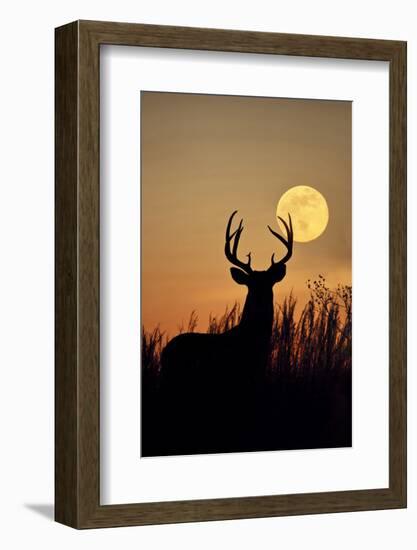 White-Tailed Deer (Odocoileus Virginianus) at Harvest Moon, Texas, USA-Larry Ditto-Framed Photographic Print