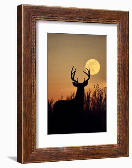 White-Tailed Deer (Odocoileus Virginianus) at Harvest Moon, Texas, USA-Larry Ditto-Framed Photographic Print