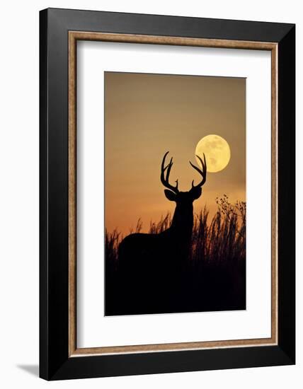 White-Tailed Deer (Odocoileus Virginianus) at Harvest Moon, Texas, USA-Larry Ditto-Framed Photographic Print