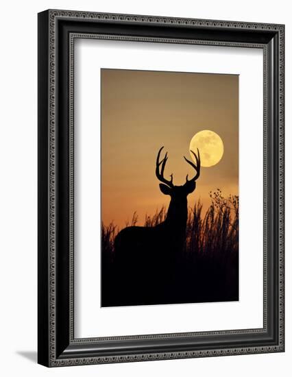 White-Tailed Deer (Odocoileus Virginianus) at Harvest Moon, Texas, USA-Larry Ditto-Framed Photographic Print