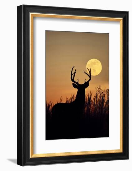 White-Tailed Deer (Odocoileus Virginianus) at Harvest Moon, Texas, USA-Larry Ditto-Framed Photographic Print