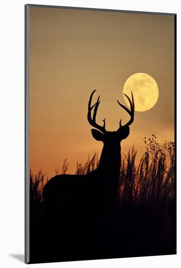 White-Tailed Deer (Odocoileus Virginianus) at Harvest Moon, Texas, USA-Larry Ditto-Mounted Premium Photographic Print