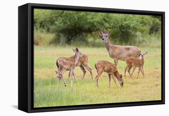 White-Tailed Deer (Odocoileus Virginianus) Doe with Fawns, Texas, USA-Larry Ditto-Framed Premier Image Canvas