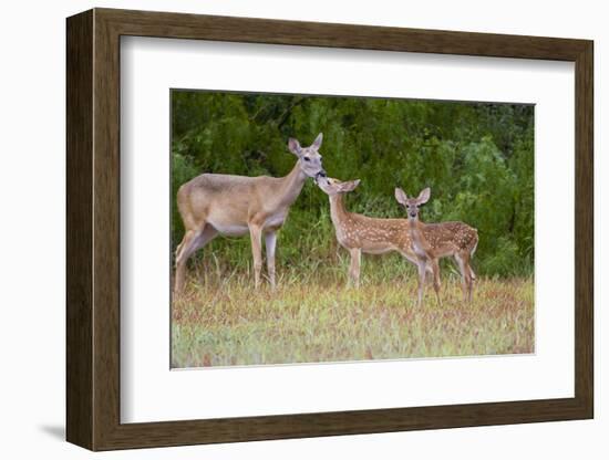 White-Tailed Deer (Odocoileus Virginianus) Doe with Fawns, Texas, USA-Larry Ditto-Framed Premium Photographic Print