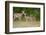 White-Tailed Deer (Odocoileus Virginianus) Doe with Fawns, Texas, USA-Larry Ditto-Framed Premium Photographic Print