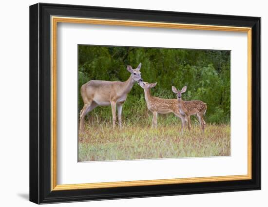 White-Tailed Deer (Odocoileus Virginianus) Doe with Fawns, Texas, USA-Larry Ditto-Framed Premium Photographic Print