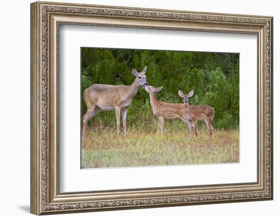 White-Tailed Deer (Odocoileus Virginianus) Doe with Fawns, Texas, USA-Larry Ditto-Framed Photographic Print