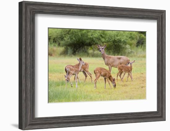 White-Tailed Deer (Odocoileus Virginianus) Doe with Fawns, Texas, USA-Larry Ditto-Framed Photographic Print