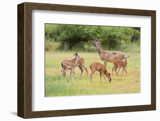 White-Tailed Deer (Odocoileus Virginianus) Doe with Fawns, Texas, USA-Larry Ditto-Framed Photographic Print